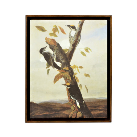 Black Backed Three Toed Woodpecker Painting on Medium Walnut Frame