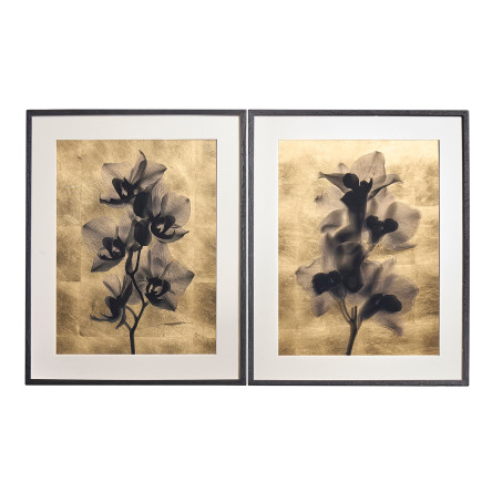 Black Orchids - Set of 2