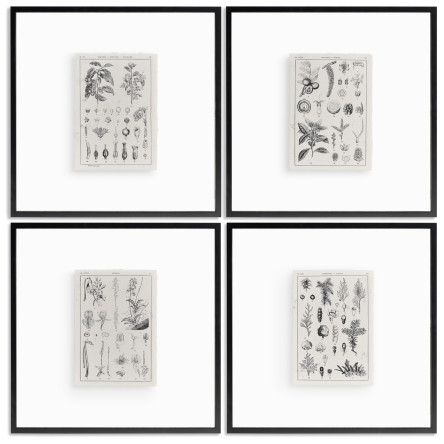 Botanica: The Art of Knowledge - Set of 4