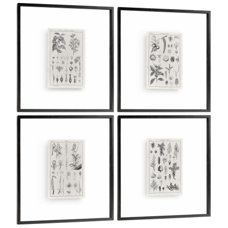 Botanica: The Art of Knowledge - Set of 4
