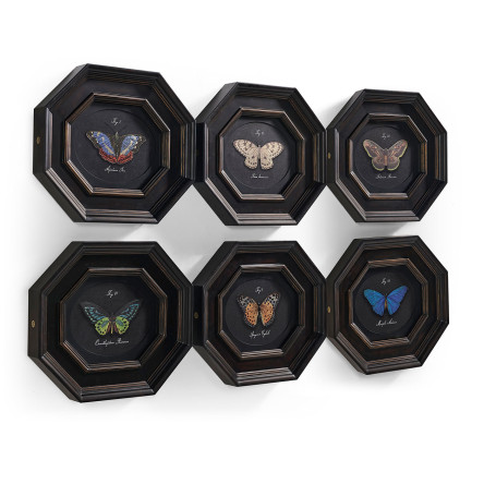 Wings of Discovery – Set of 6