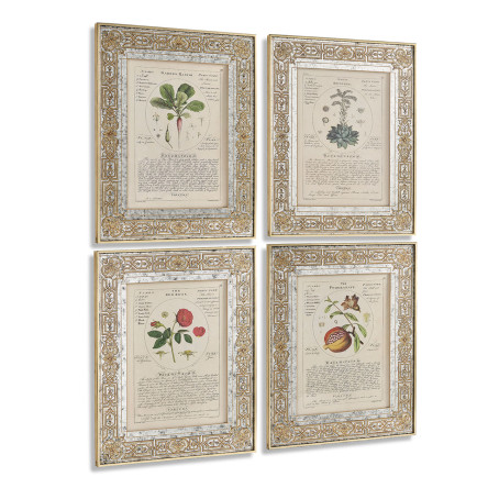 Herbal of Enlightenment - Set of 4
