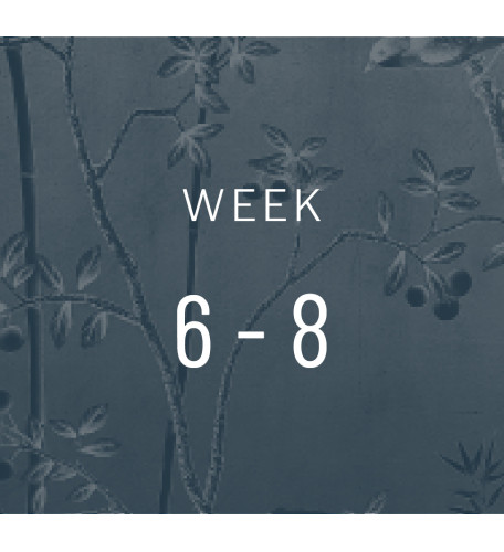 Week 6-8